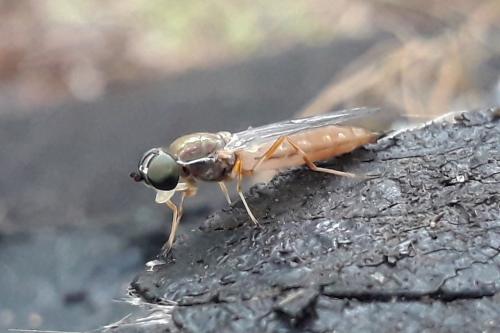 Réf. 290 468 : Sargus bipunctatus